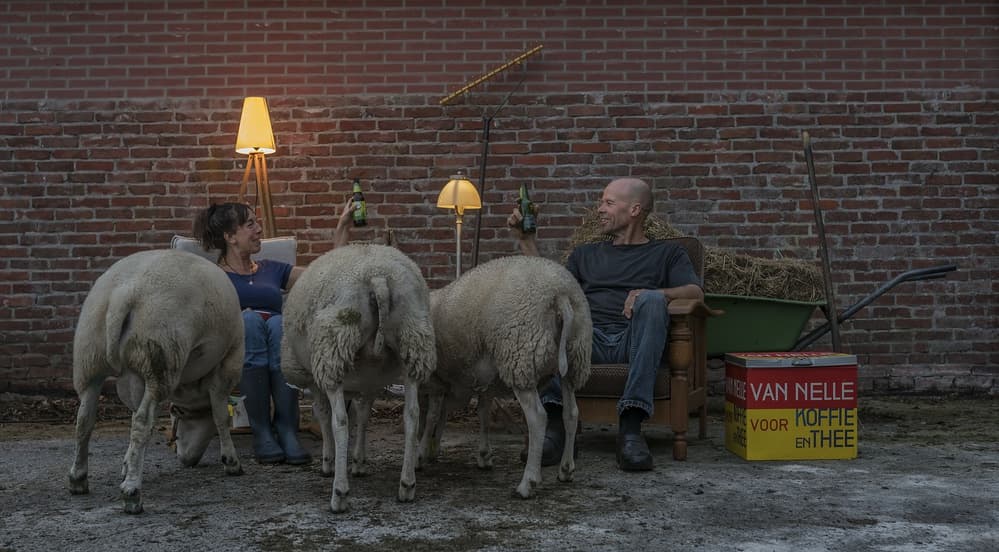 Relaxing Evening with Sheep by Gert van den Bosch — canvas wall art