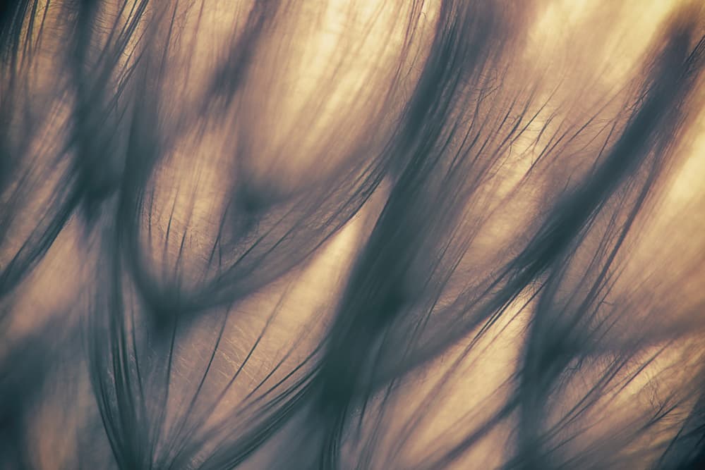 Soft Organic Whispers by Keren Or — canvas wall art