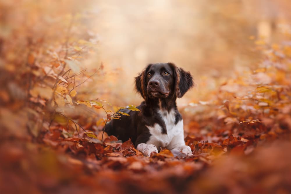 Peaceful Autumn Dog by Ve Shandor — canvas wall art