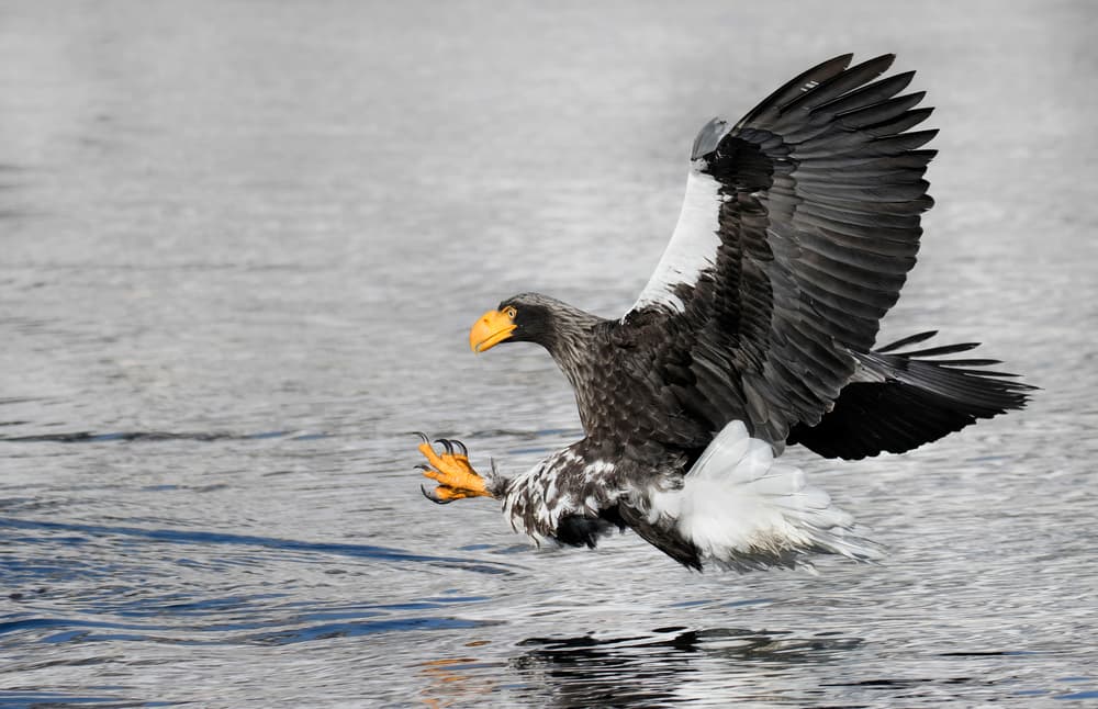 Majestic Eagle Fishing by C.S. Tjandra — canvas wall art