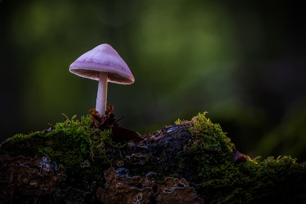 Ethereal Purple Mushroom by Sergio Barboni — canvas wall art