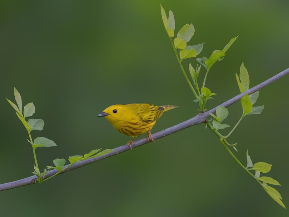 Vibrant Yellow Warbler by Jacob (Jian) Xu — canvas wall art