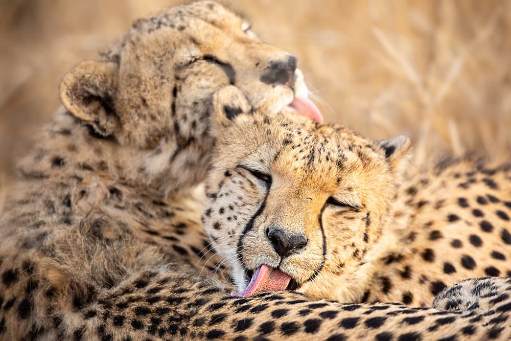 Cheetahs Tender Moment by Amnon Eichelberg — canvas wall art