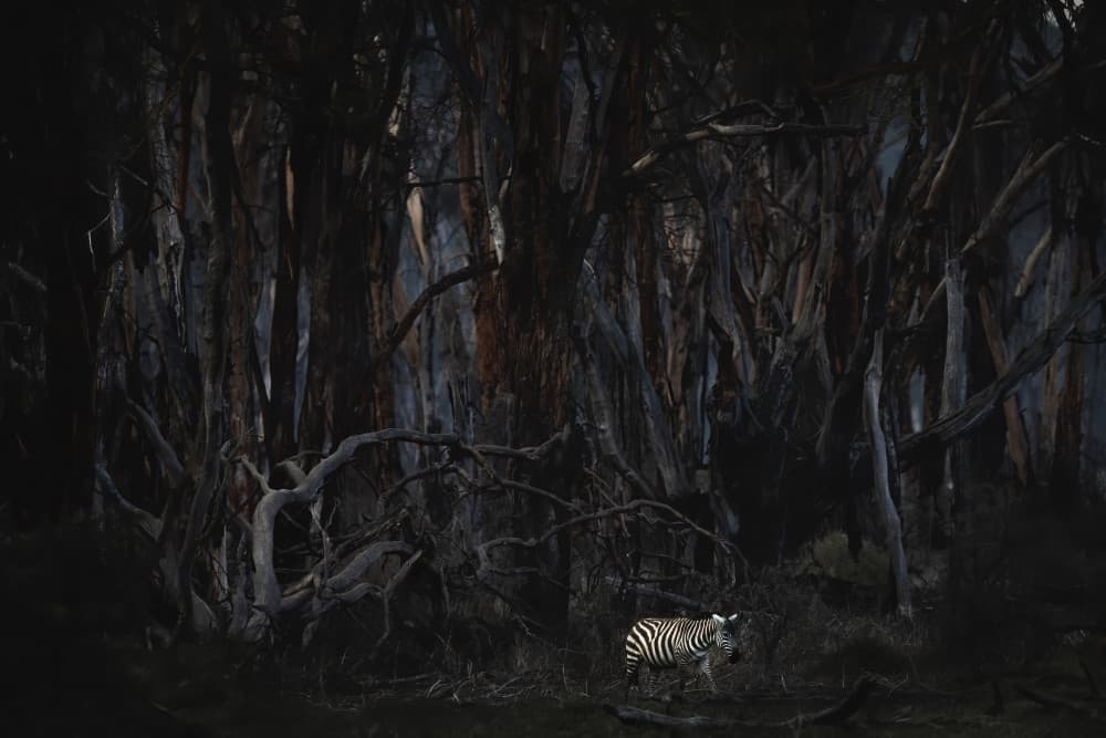 Zebra In Dark Forest by Roberto Marchegiani — canvas wall art