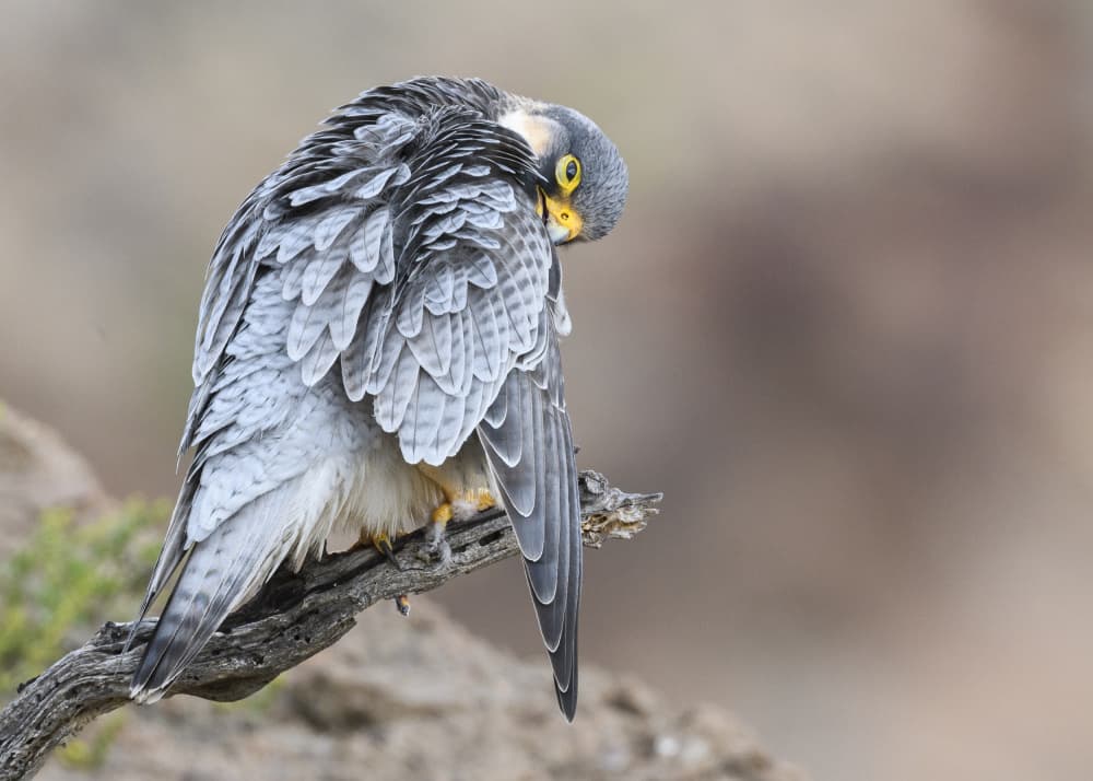 Peregrine Falcon Preening by Rayco — canvas wall art