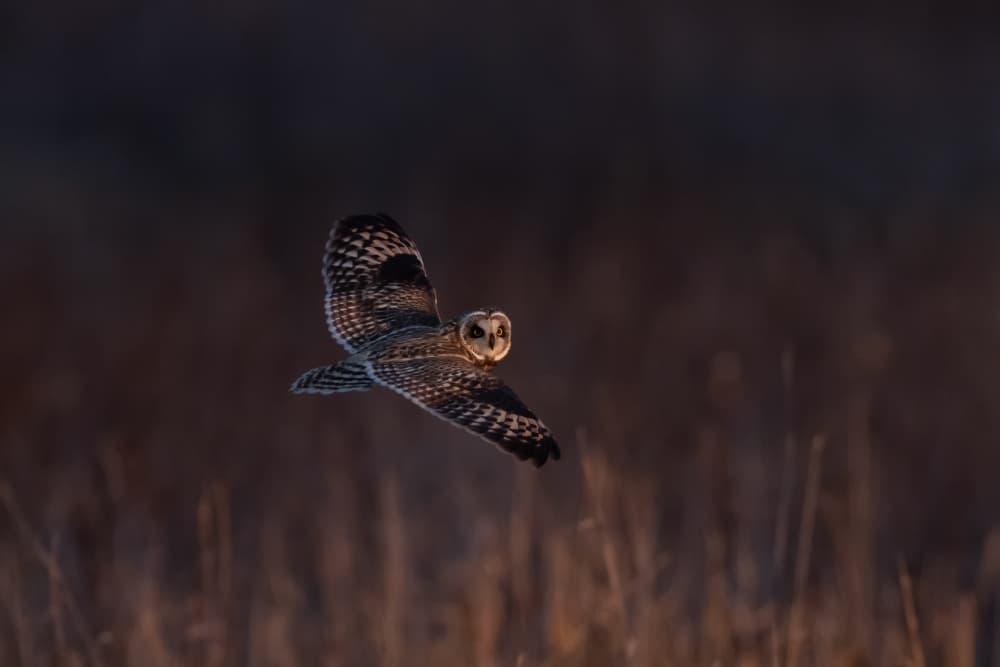 Golden Hour Owl Flight by Max Wang — canvas wall art