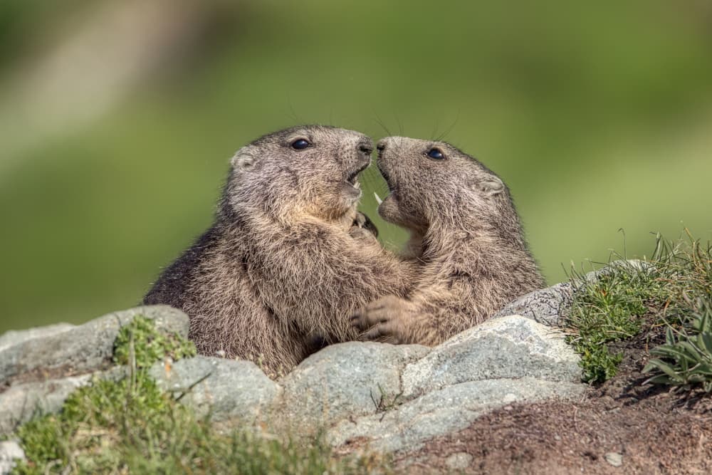 Alpine Marmot Playtime by Judith Kuhn — canvas wall art
