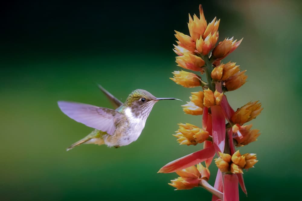 Delicate Hummingbird Bloom by David Manusevich — canvas wall art