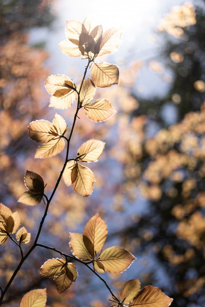 Golden Autumn Leaves by Mareike Böhmer — canvas wall art