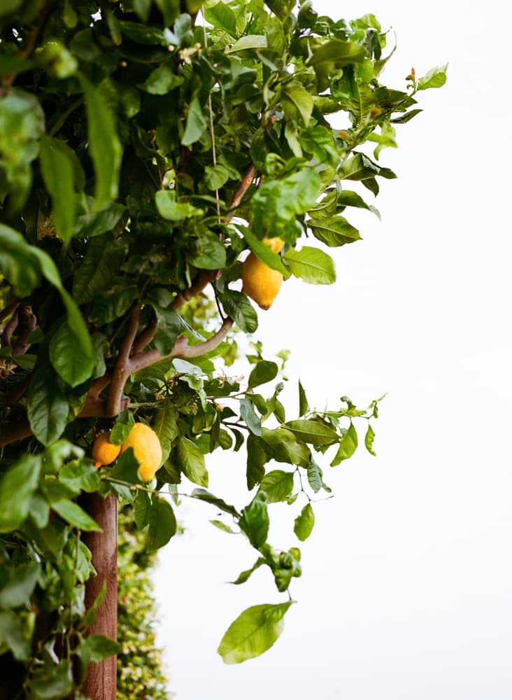 Lemon Tree Branches by Bethany Young — canvas wall art