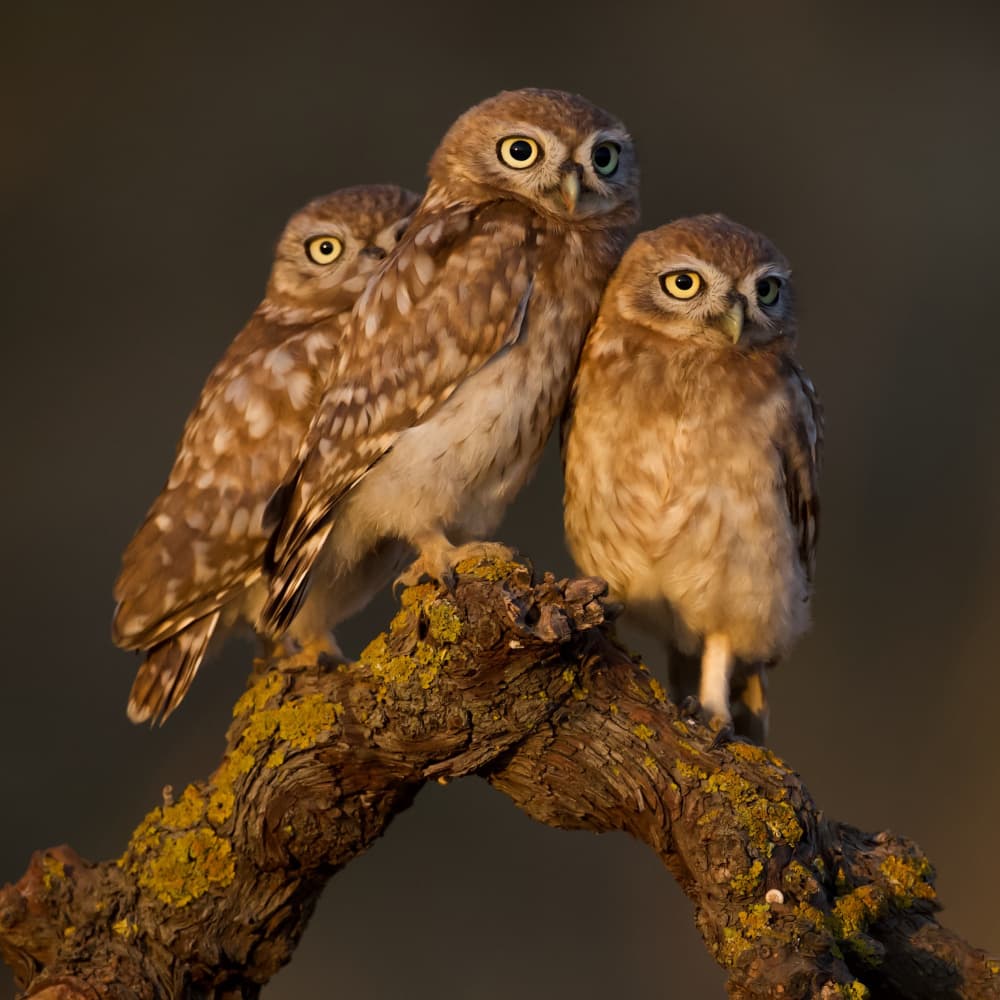 Three Little Owls by David Manusevich — canvas wall art