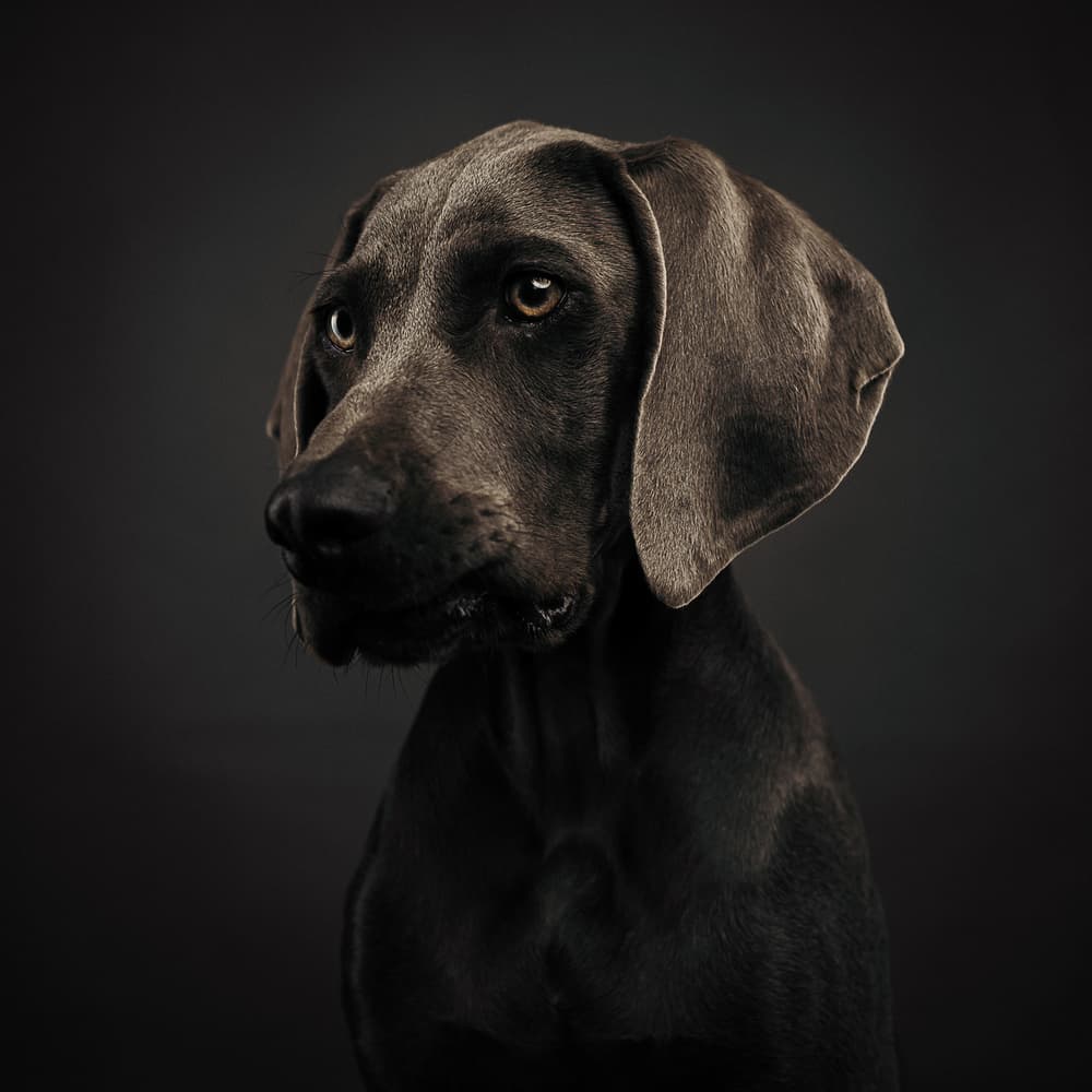 Noble Gray Weimaraner by Martin Krystynek MQEP — canvas wall art