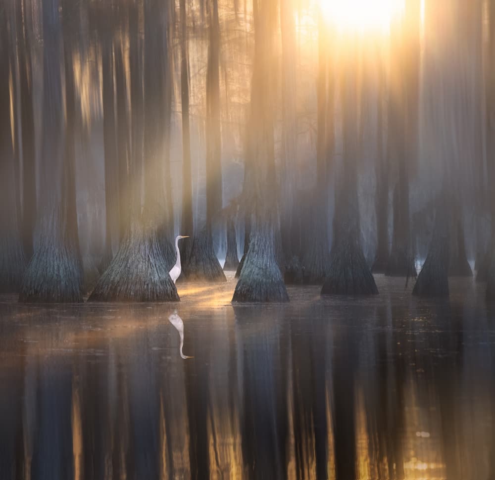 Egret in Golden Mist by Larry Deng APA — canvas wall art