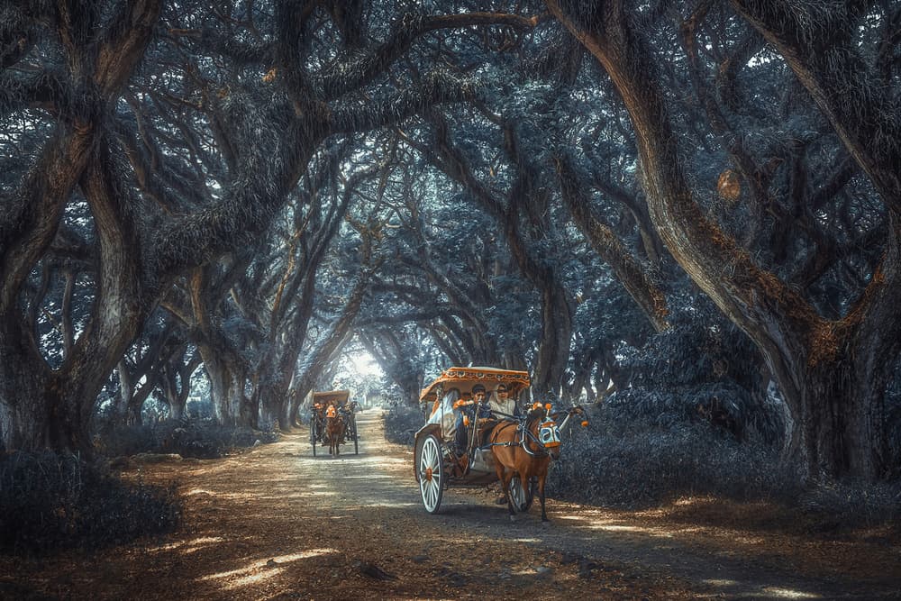 Enchanted Tree Tunnel Journey by TIANQI — canvas wall art
