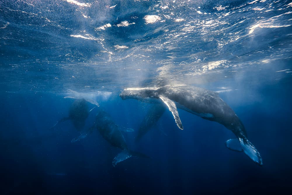 Humpback Whales Underwater by Barathieu Gabriel — canvas wall art
