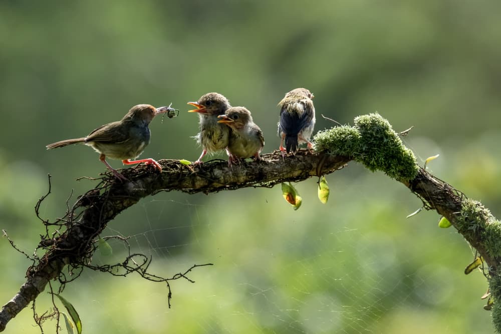 Bird Family Feeding by Sally Widjaja — canvas wall art