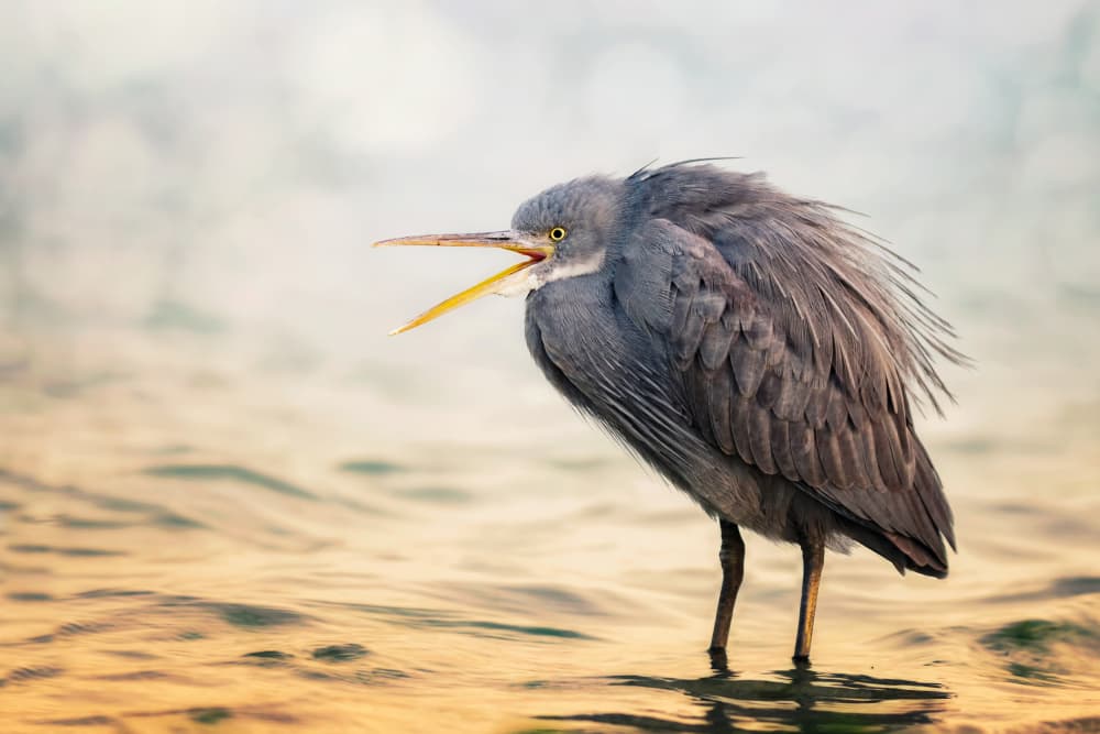 Heron Golden Hour Yawn by Sina Pezeshki — canvas wall art