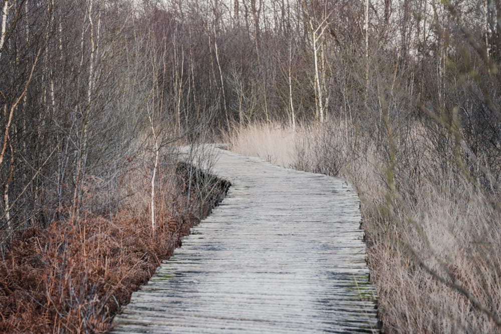 Winter Boardwalk Path by Imaginative — canvas wall art