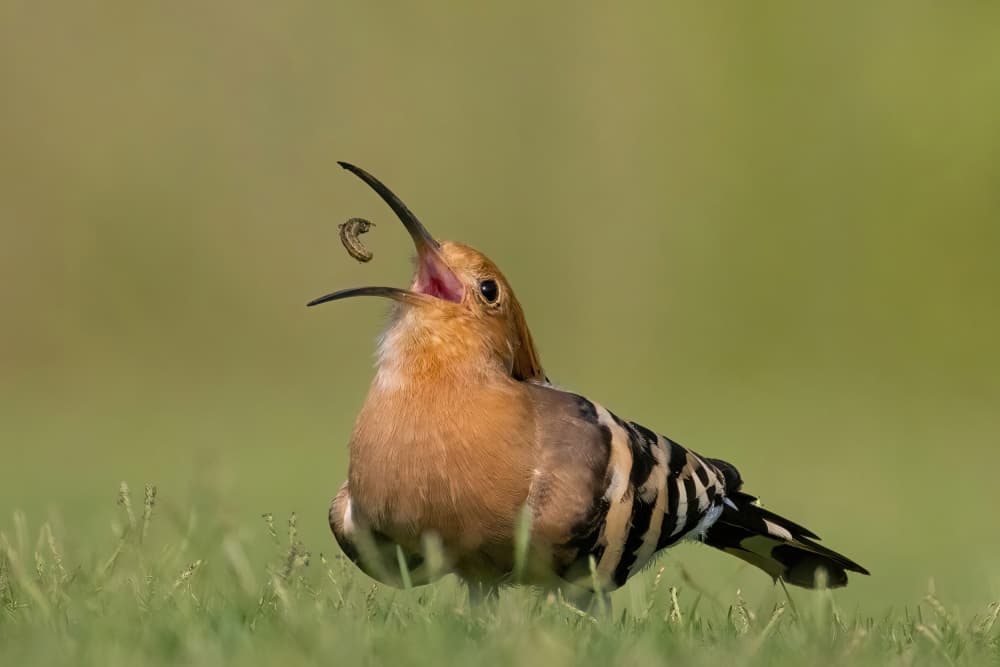 Hoopoe Catches Worm by Guy Wilson — canvas wall art