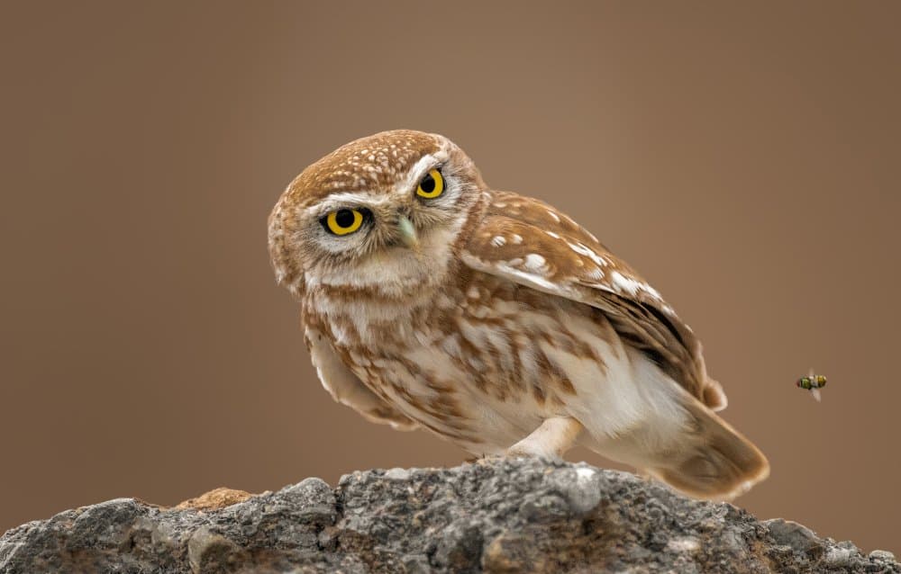 Watchful Little Owl by Ahmed Sobhi — canvas wall art