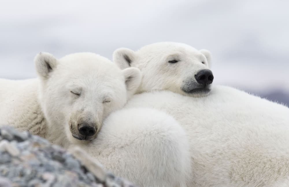 Sleeping Polar Bears by Manish Nagpal — canvas wall art