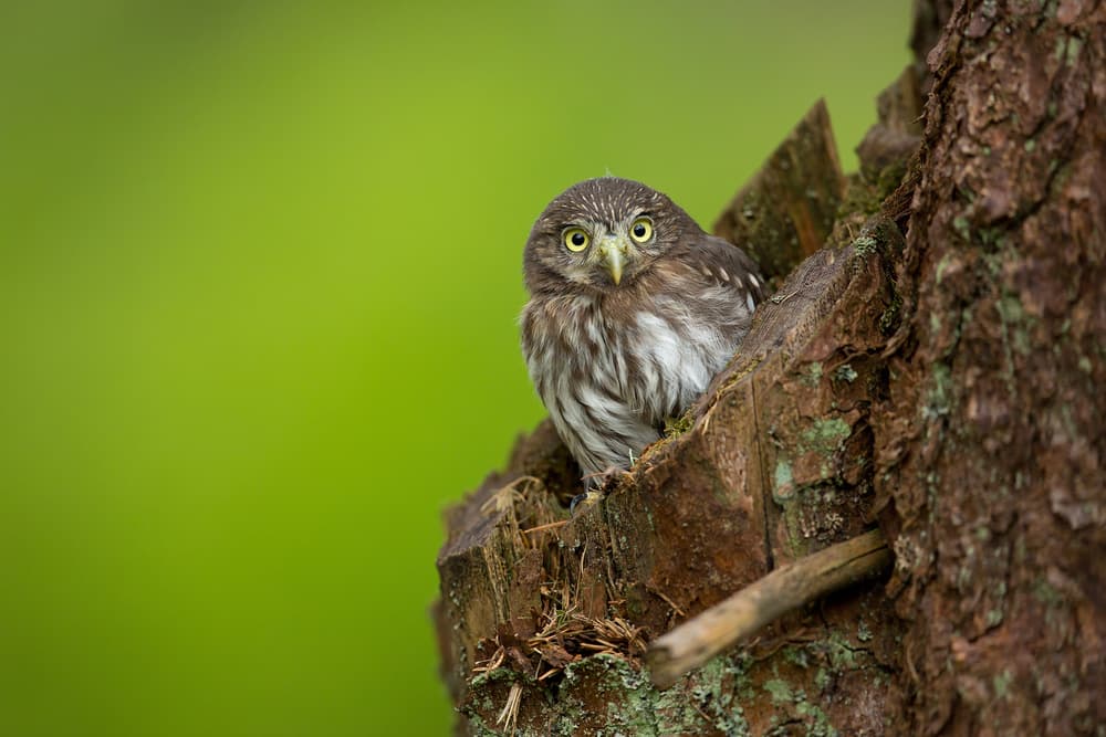 Watchful Pygmy Owl by Milan Zygmunt — canvas wall art