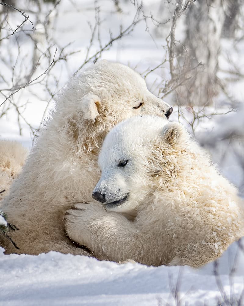 Cuddling Polar Bear Cubs by Siyu_Wei APA — canvas wall art