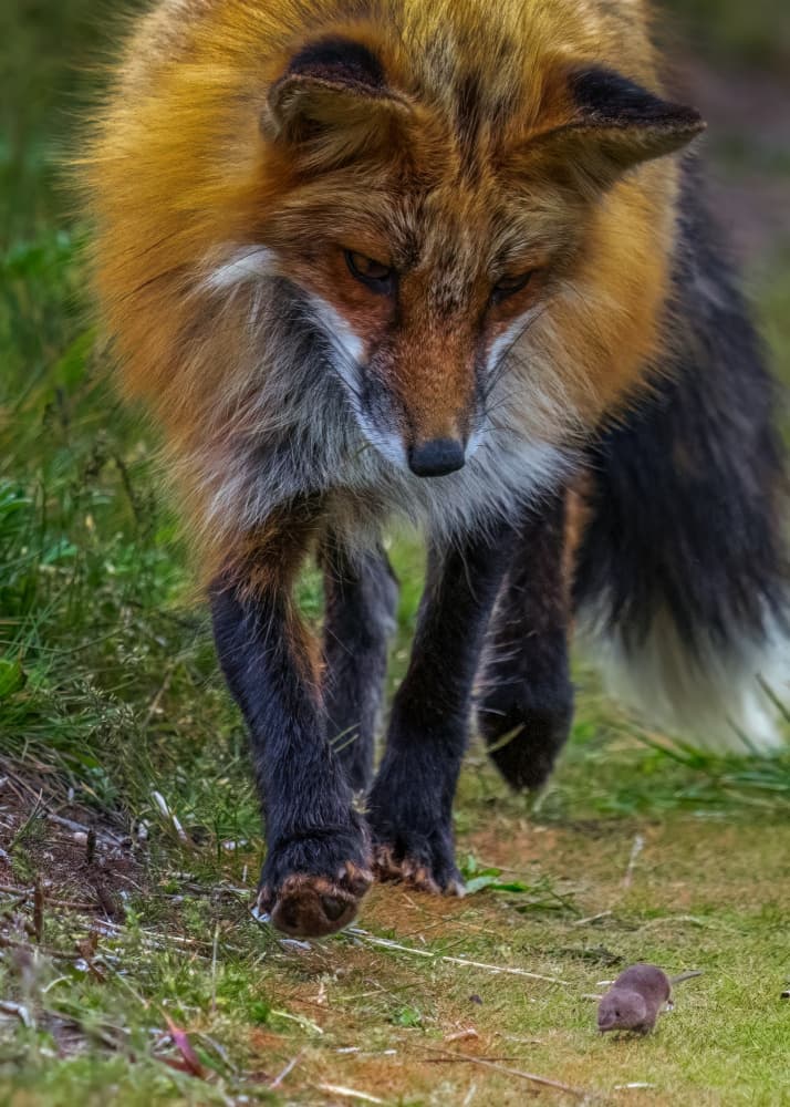 Fox Stalking Prey by Hanping Xiao — canvas wall art