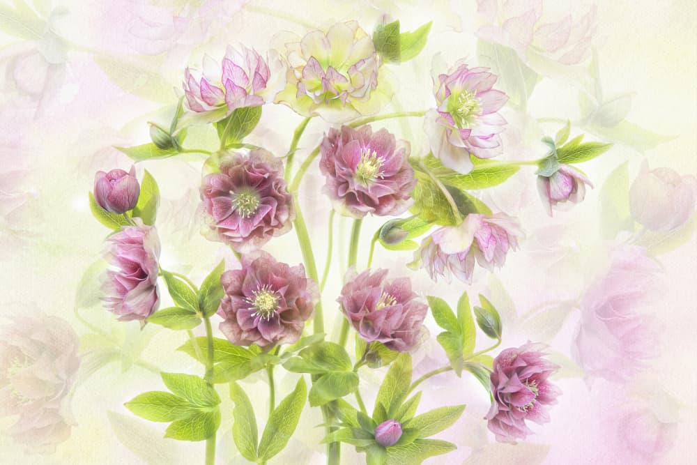 Dreamy Pink Hellebores by Jacky Parker — canvas wall art