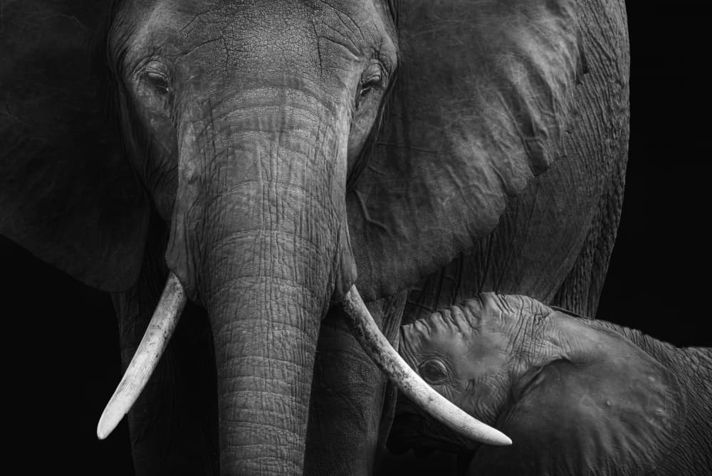 Mother and Calf Bond by MIN LI — canvas wall art