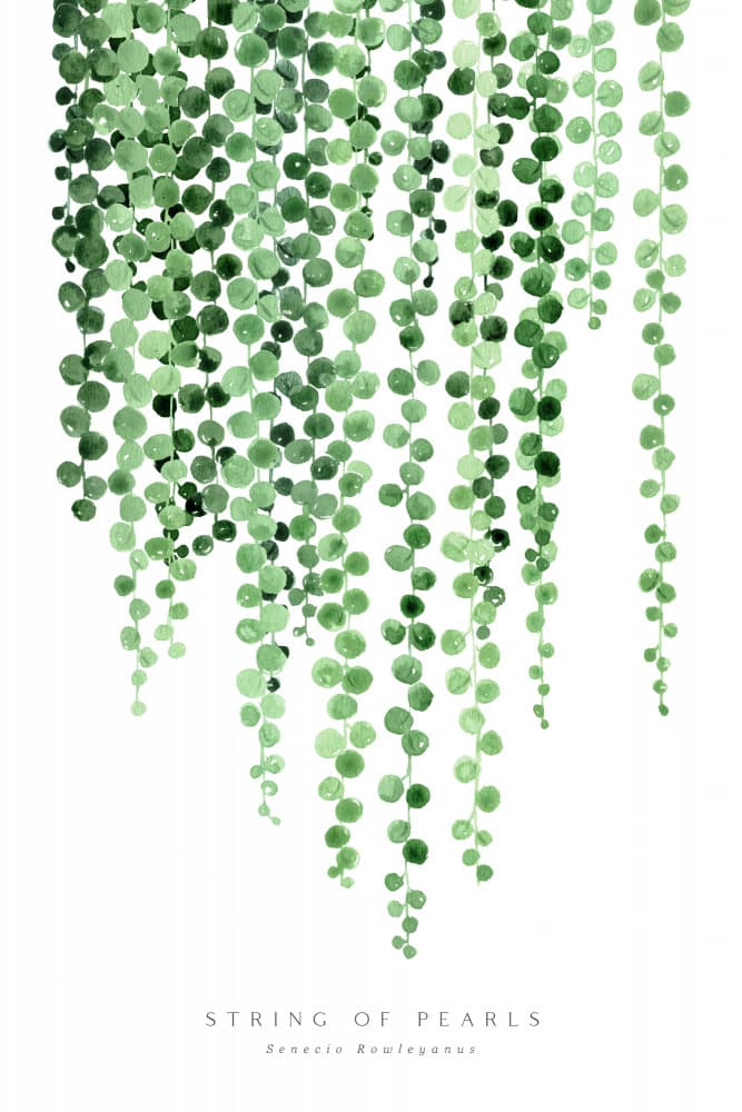 Hanging String Of Pearls by Rosana Laiz Blursbyai — canvas wall art