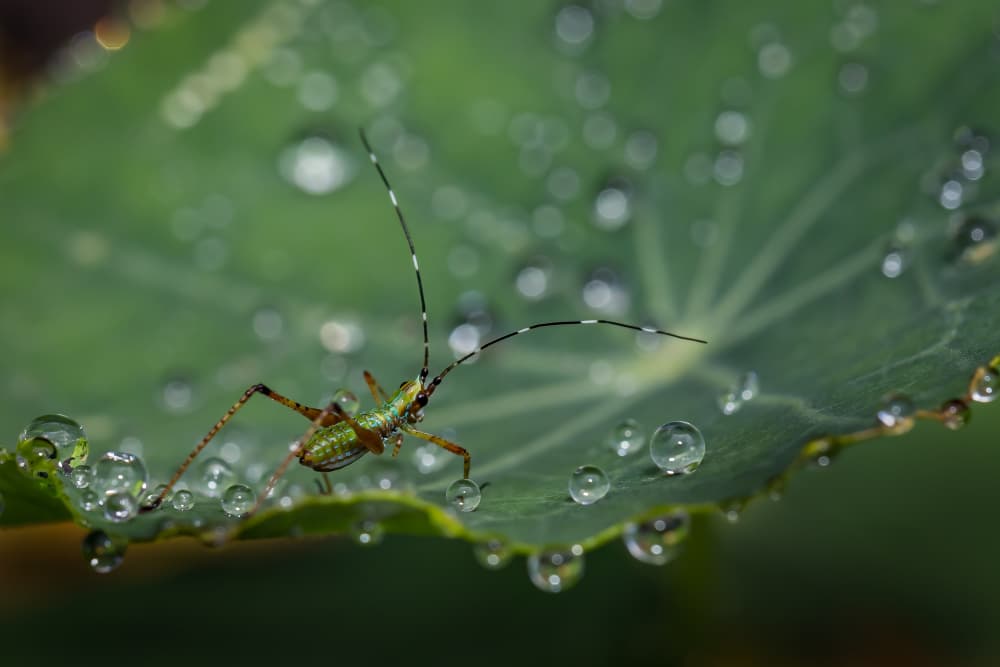 Dewy Green Leaf Critter by Xiaohong Zhang — canvas wall art