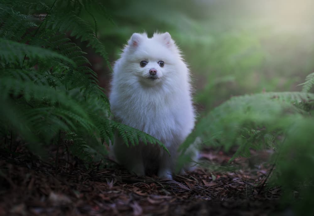 Fluffy Forest Dog by Alfonso maseda varela — canvas wall art