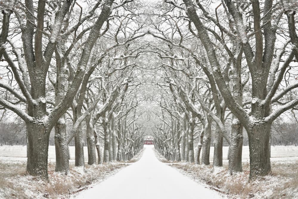 Winter Tree Lined Road by Christina Sillen — canvas wall art