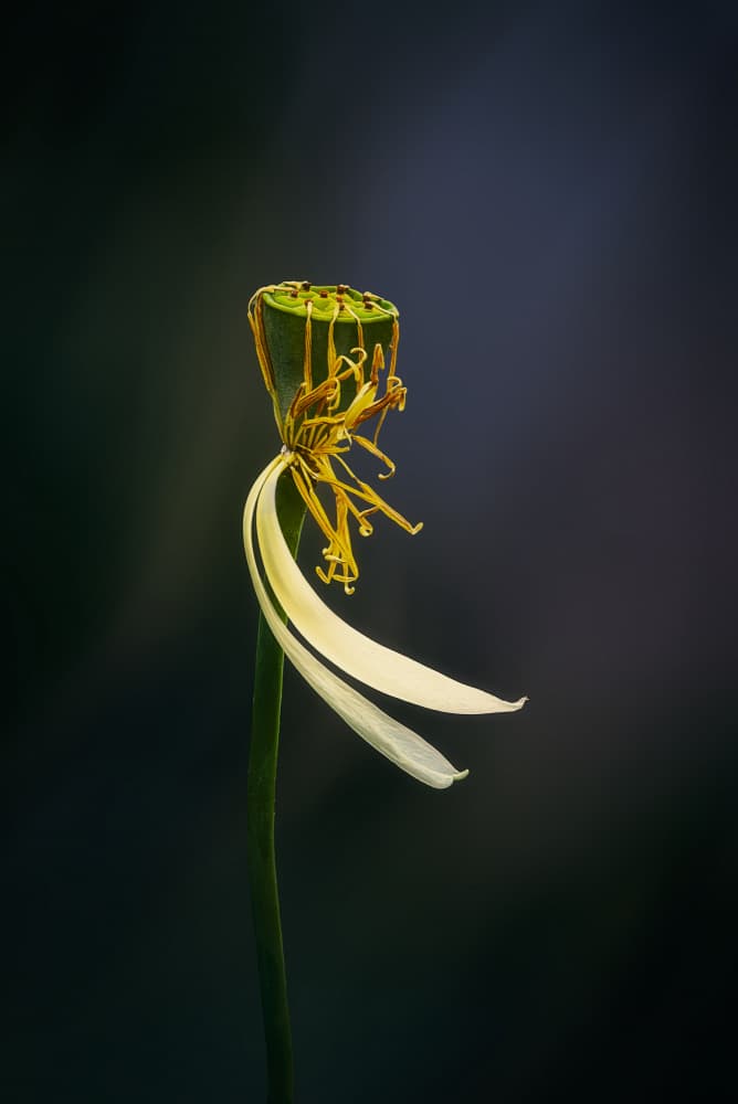 Fading Lotus Beauty by Ben.C.L — canvas wall art