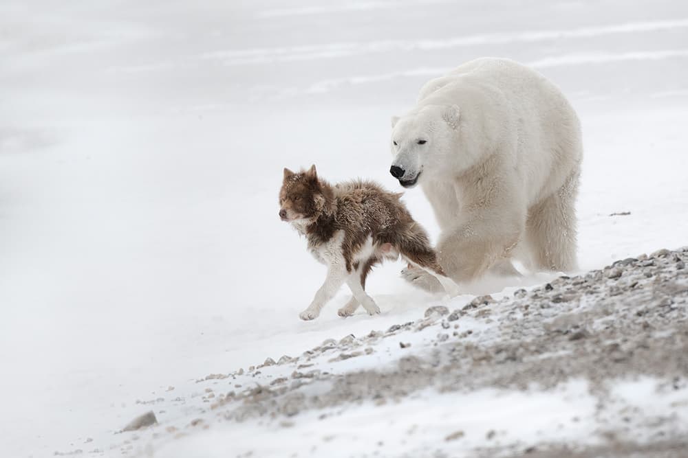 Polar Bear And Dog by Marco Pozzi — canvas wall art