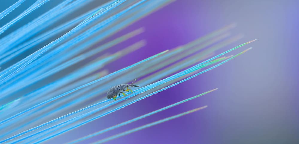 Tiny Bug on Blue Feather by Thierry Dufour — canvas wall art