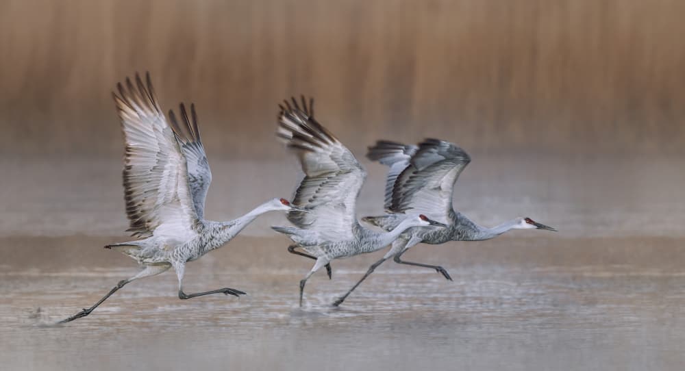 Sandhill Cranes Taking Flight by Qing Zhao — canvas wall art