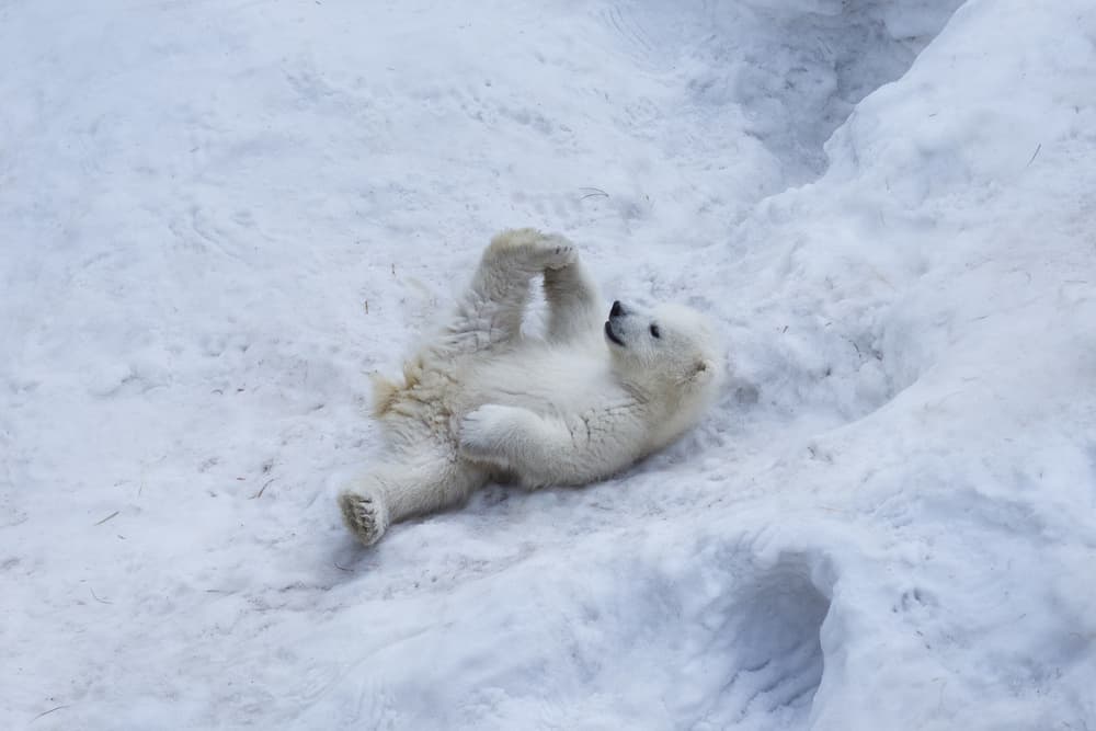 Playful Polar Bear Cub by Anton Belovodchenko — canvas wall art