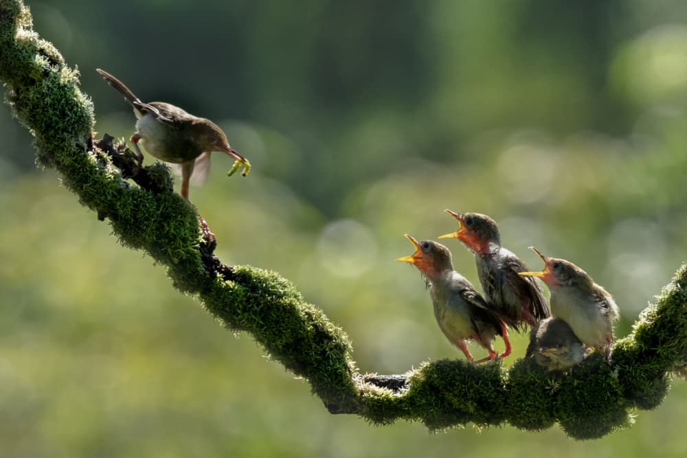 Bird Family Feeding by Sally Widjaja — canvas wall art