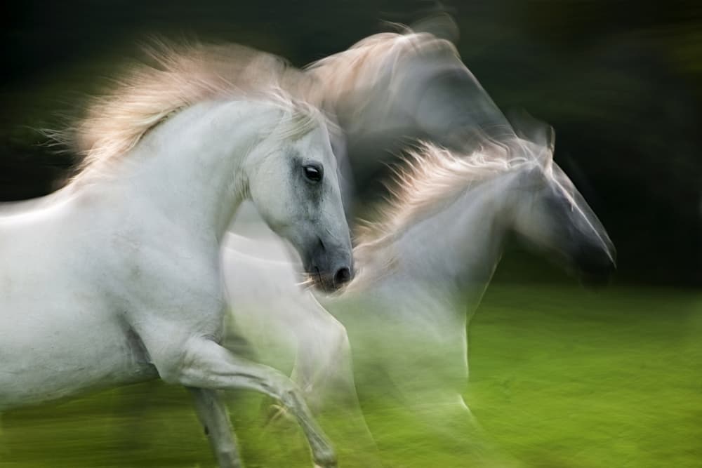 Running White Horses by Milan Malovrh — canvas wall art