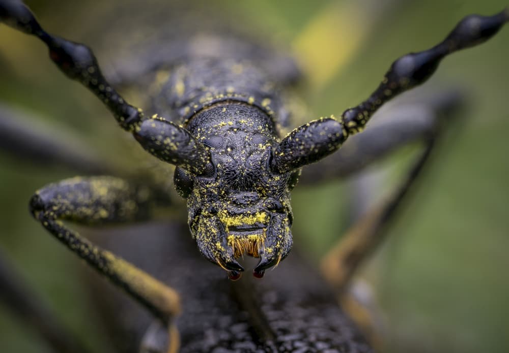 Pollen Dusted Longhorn Beetle by Eduard Andrica — canvas wall art