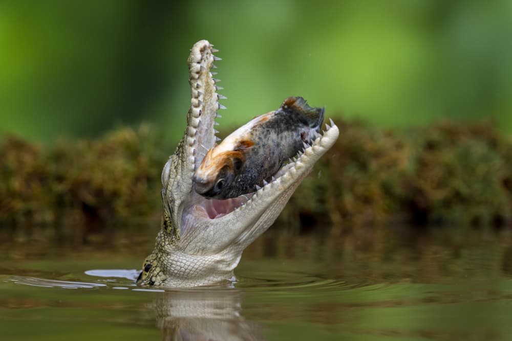 Crocodile's Catch by Ajar Setiadi — canvas wall art