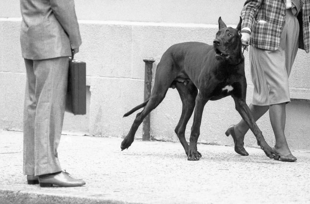 Great Dane Street Stroll by Dieter Matthes — canvas wall art