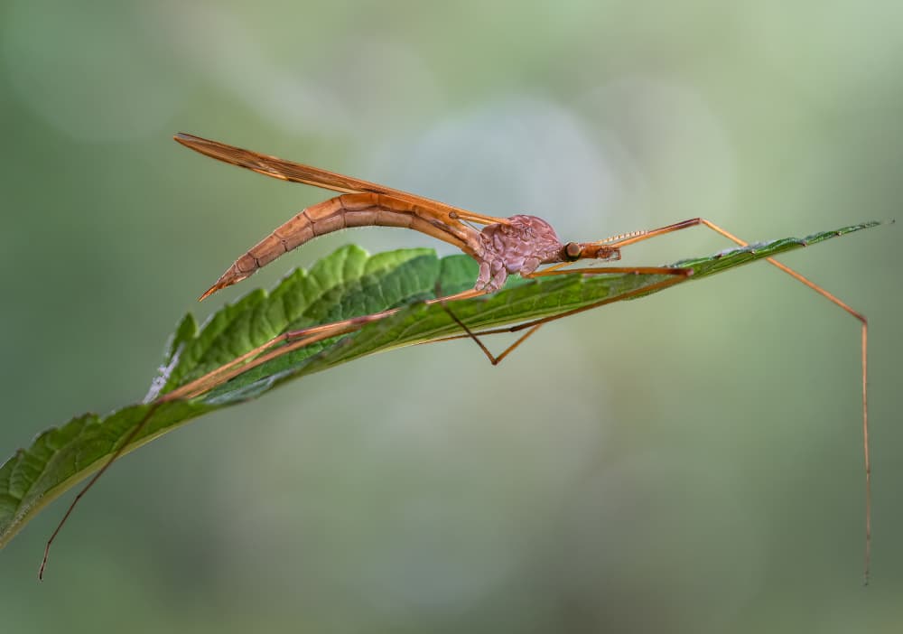 Crane Fly on Leaf by Atul Saluja — canvas wall art