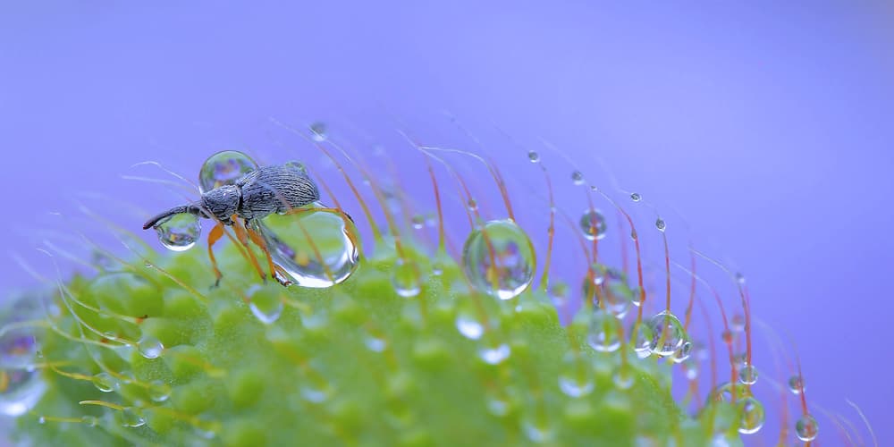 Morning Dewdrop Beetle by Thierry Dufour — canvas wall art