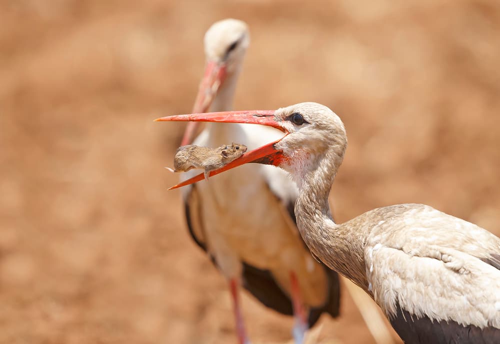 Stork Catches Mouse by Shlomo Waldmann — canvas wall art