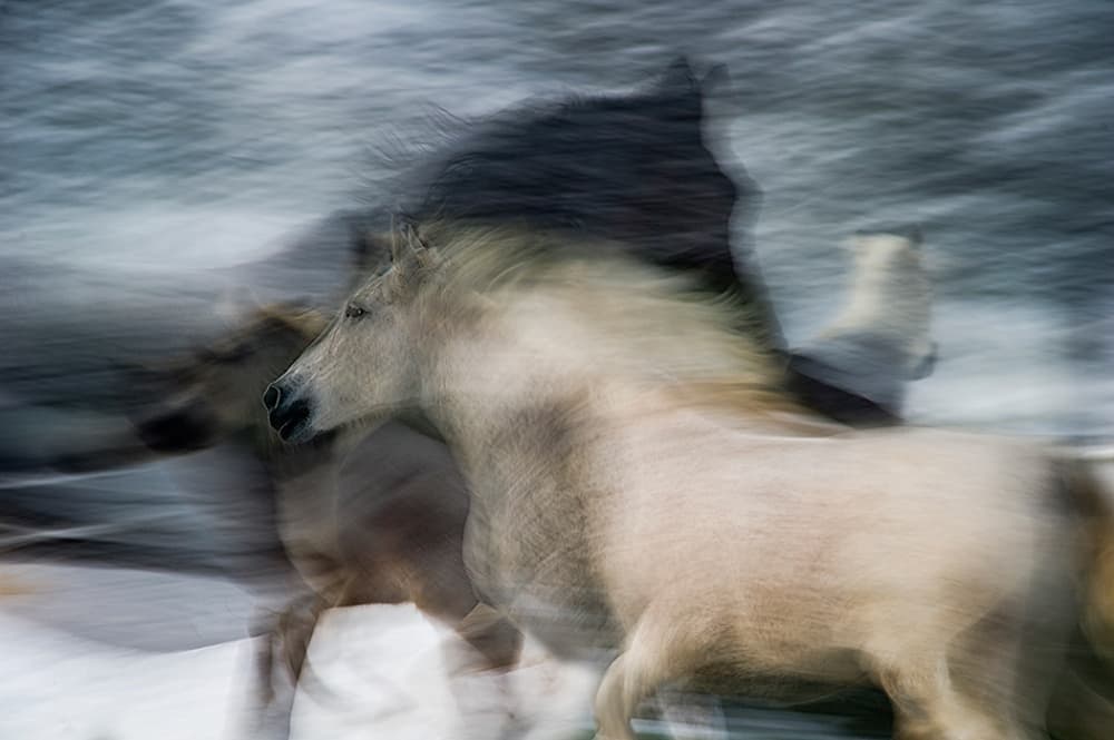 Wild Horses Galloping by Milan Malovrh — canvas wall art