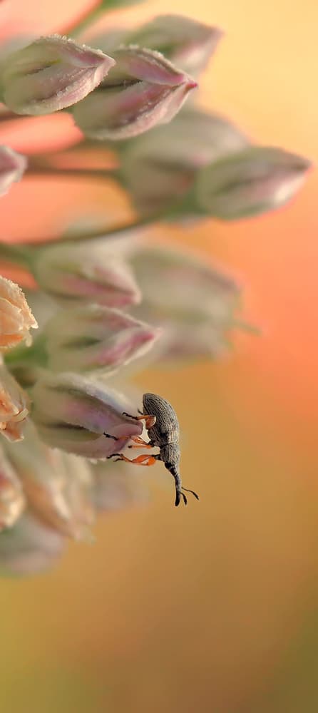 Weevil on Pink Buds by Thierry Dufour — canvas wall art