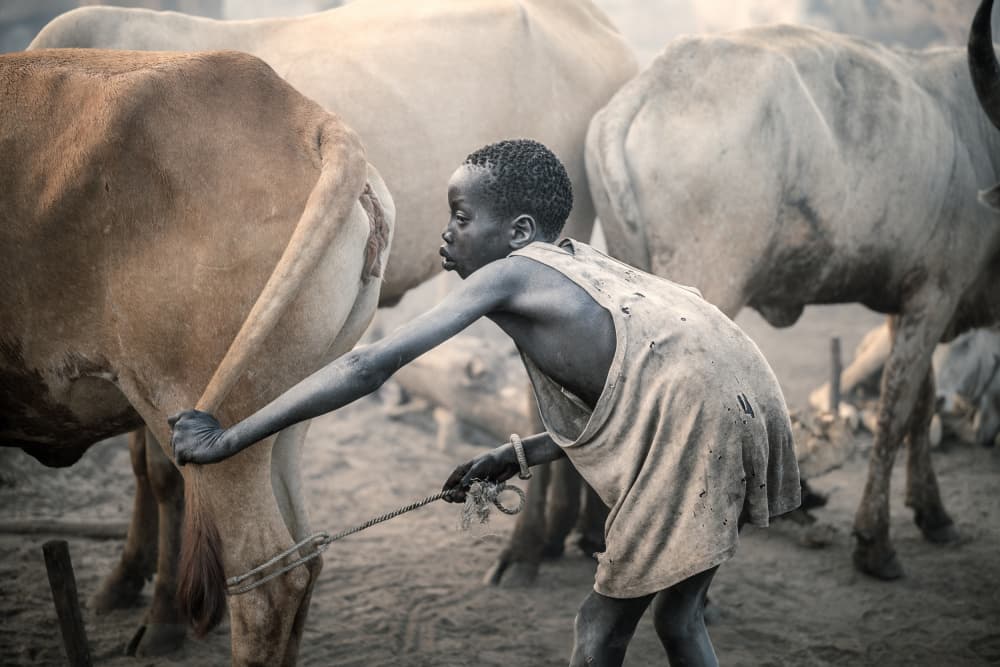 African Boy and Cattle by Trevor Cole — canvas wall art